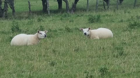 Video Of Sheep On A Farm Field