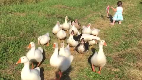 Little Girl Herds Geese