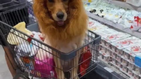 Supermarket discovers a wild Golden Lion King