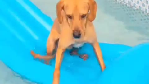 Dog Floating in the pool buoy.