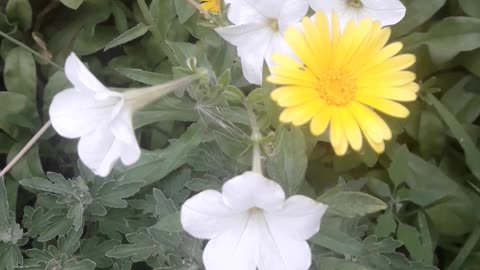 Calendula and petunia