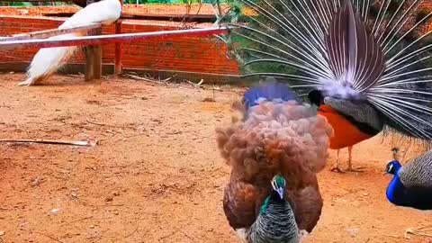 Have you ever seen the peacock mother open the screen