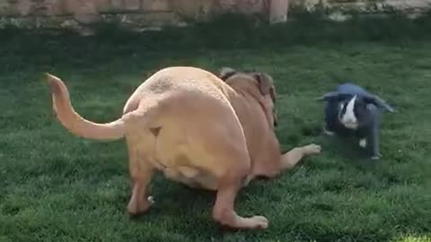 Bunny Rabbit and Dog Playing Together