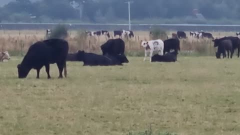 Beautiful Nice Cattle In Great Britain