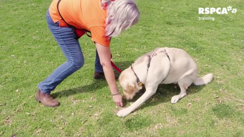 Dog training video best learning