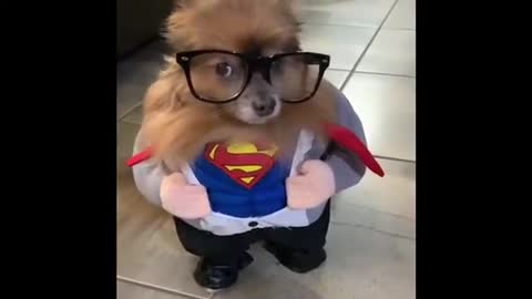 kp13-TRY NOT TO LAUGH-MINI POMERANIAN DRESS LIKE SUPERMAN-CUTE AND FUNNY VIDEO