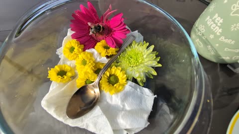 We try to help Bumblebee survive the day in Scotland