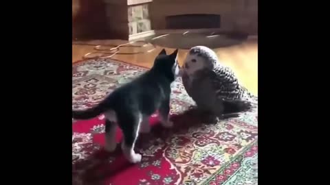 Funny pets moment