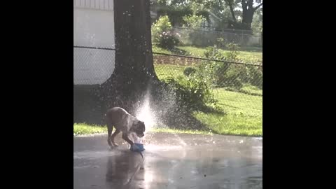 Boxer plays with sprinkler