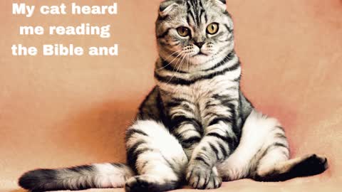 Funny Cat Quote