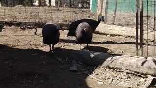 Royal Purple Guinea Fowl