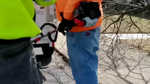 City workers removing tree from my trailer