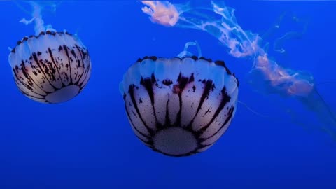 #AWESOME PRINTED JELLY FISH #MINDBLOWING VIEW //