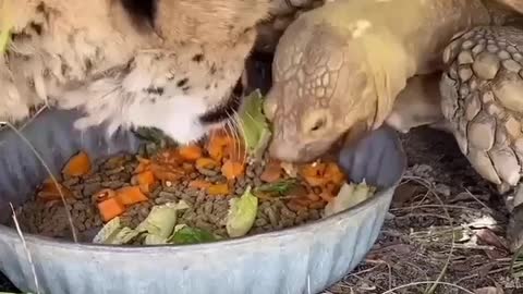 How tortoise and leopard are having breakfast together