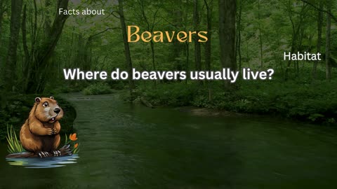 Beaver Fact 3 - Where do beavers usually live?