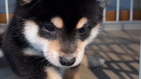 Puppy, come out quickly and accompany me. #ShibaInuBaby#豆Chai#黑Chai