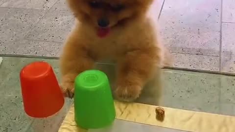 Pomeranian Plays Cup Game