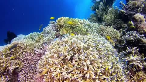 It is a beautiful coral in the Philippine sea.