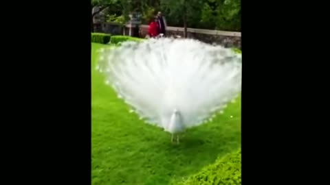 Peacock Dance _ Burung merak dengan segala keindahannya