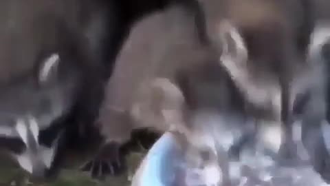 Animals when they eating is funn (Cute Video)