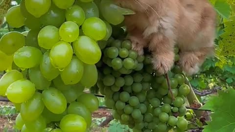 Bunny Test Grapes