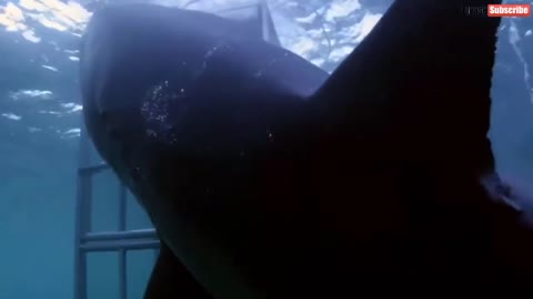 🦈Huge Shark Attacks divers🦈