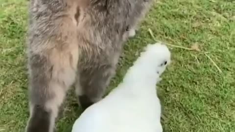 Hilarious Hen poke into Cat's ass🤣