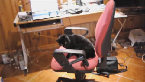 Training Cat To Sit On A Chair