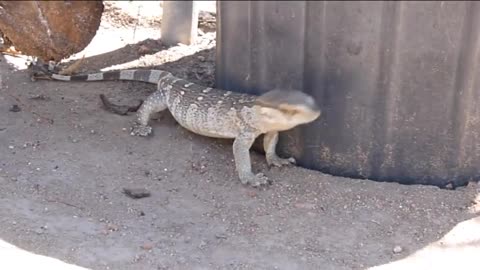 Lizard enjoying a neck rub