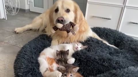 How golden retriever and tinny kitten become friends