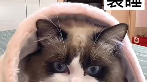 Beautifull cat play phone