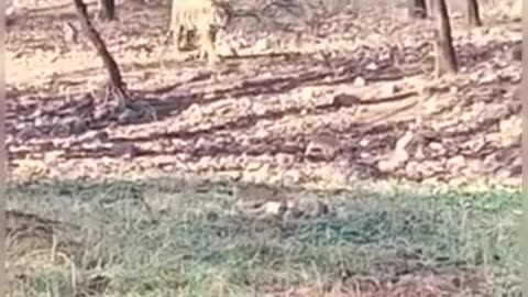 Tiger Noori spotted again after kill roaming in zone1 #shorts #viral #shortvideo #trending