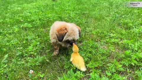 Pepper steals ducklings