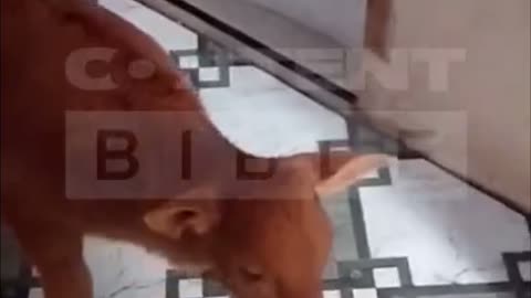 Calf startled and falls in house