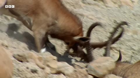 Nubian Ibex Fight for Females Earths Great Seasons BBC Earth