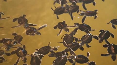 Baby turtles swimming in a pool at a turtle hatchery in Sri Lanka