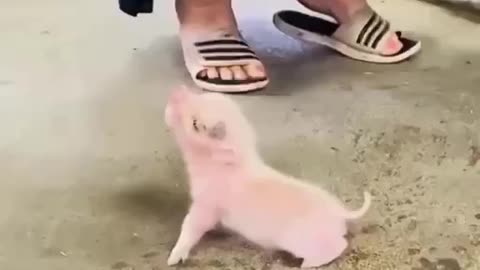 Feeding the little piglet so adorable