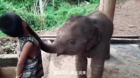 naughty baby elephant