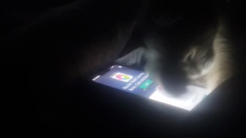 Kitten loves the phone