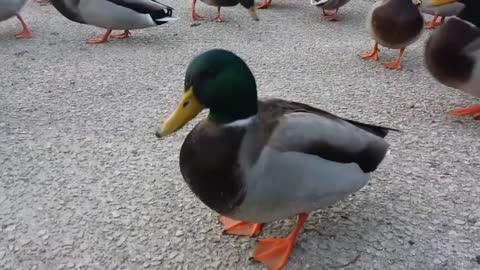 Beautiful Mallard Ducks Quacking🦆🦆🦆