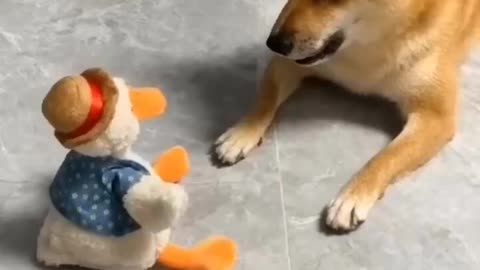 Dog funny video