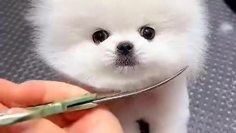 🐶✨️"White Puppy Grooming: Haircut Time"❤️🐶