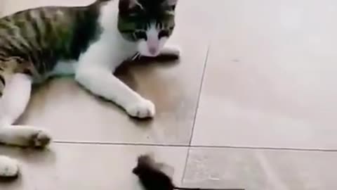 OMG These Cats Are So Cute And Beautiful | Viral Cat