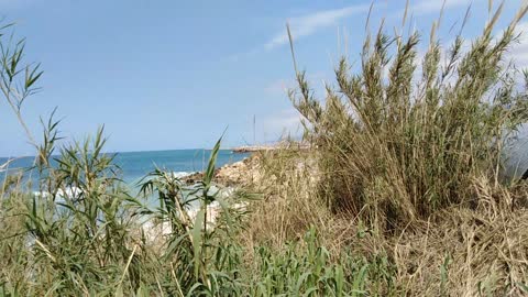 awesome beach full of reed and grass