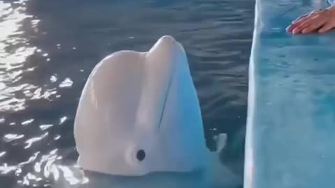 Very Sweet Wise White Dolphin