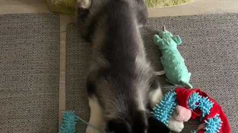 Husky Pup Loki Slides Off Couch