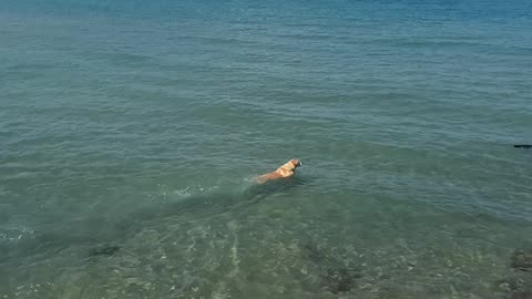 Dog Swims Toward Shark