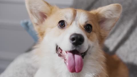 Happy Dog with humans