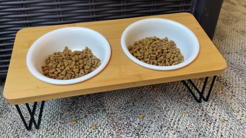 Elevated Fukumaru Ceramic Cat Bowls Review