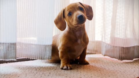 cute little dog takes selfies